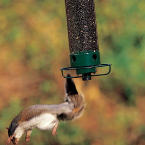 Ekornsikker fuglemater